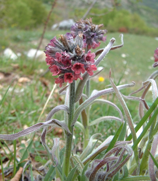 Cynoglossum magellense / Cinoglosso della Majella